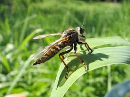 Attēlu rezultāti vaicājumam “Choerades sp.”