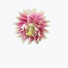 Image result for Aquilegia vulgaris `Nora Barlow`