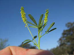Attēlu rezultāti vaicājumam “Melilotus”