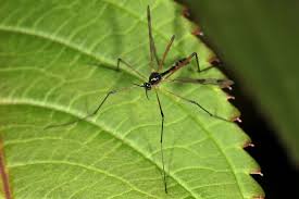 Attēlu rezultāti vaicājumam “Ptychoptera sp.”