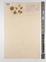 Attēlu rezultāti vaicājumam “Juncus nastanthus”