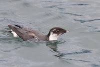 Image result for Synthliboramphus antiquus