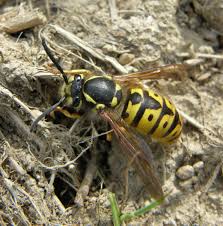 Attēlu rezultāti vaicājumam “Vespula germanica”