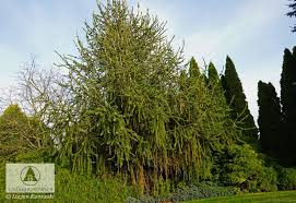 Attēlu rezultāti vaicājumam “Picea abies fo. virgata leaf”