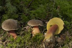 Attēlu rezultāti vaicājumam “Xerocomus chrysenteron”