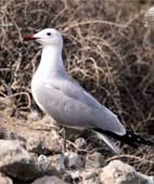 Image result for Larus audouinii