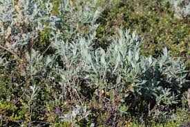 Attēlu rezultāti vaicājumam “Salix lapponum”