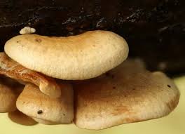 Attēlu rezultāti vaicājumam “Panellus stipticus”