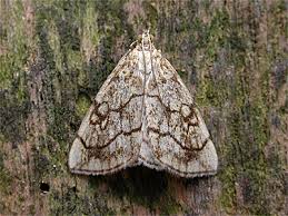 Attēlu rezultāti vaicājumam “Evergestis pallidata”