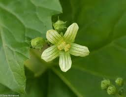 Attēlu rezultāti vaicājumam “Bryonia alba leaf”