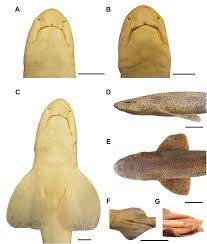 Image result for Scyliorhinus canicula