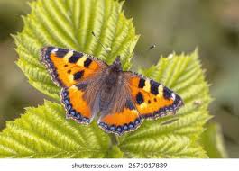 Attēlu rezultāti vaicājumam “Aglais urticae”