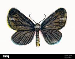 Attēlu rezultāti vaicājumam “Odezia atrata”