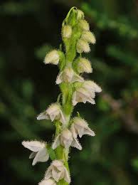 Attēlu rezultāti vaicājumam “Goodyera repens bud”