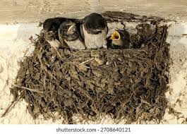 Attēlu rezultāti vaicājumam “Hirundo rustica nest”