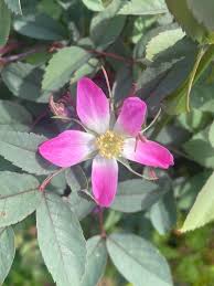 Attēlu rezultāti vaicājumam “Rosa glauca flower”