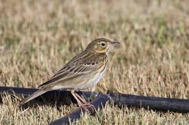 Attēlu rezultāti vaicājumam “Anthus trivialis”