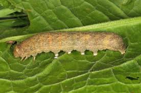 Attēlu rezultāti vaicājumam “Mniotype satura”