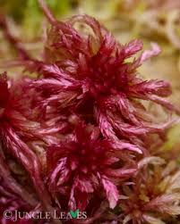 Attēlu rezultāti vaicājumam “Sphagnum rubellum”