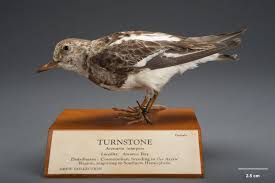 Attēlu rezultāti vaicājumam “Arenaria interpres”