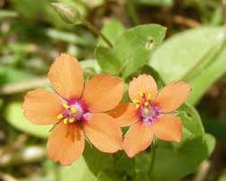 Image result for Anagallis arvensis