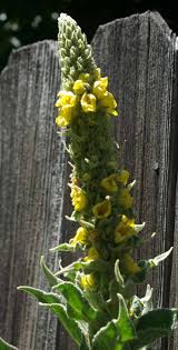 Attēlu rezultāti vaicājumam “Verbascum nigrum leaf”