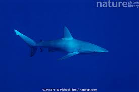 Image result for Carcharhinus galapagensis