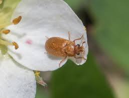 Attēlu rezultāti vaicājumam “Byturus ochraceus”