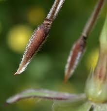 Attēlu rezultāti vaicājumam “Erodium cicutarium fruit”