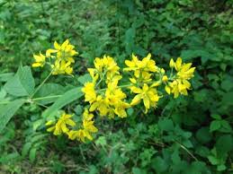 Attēlu rezultāti vaicājumam “Lysimachia vulgaris leaf”