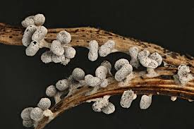 Attēlu rezultāti vaicājumam “Physarum compressum”