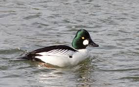 Attēlu rezultāti vaicājumam “Bucephala clangula”