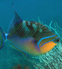 Image result for Balistes vetula