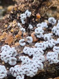 Attēlu rezultāti vaicājumam “Physarum globuliferum spores”