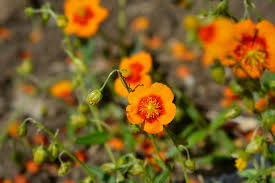 Attēlu rezultāti vaicājumam “Helianthemum x hybridum flower”