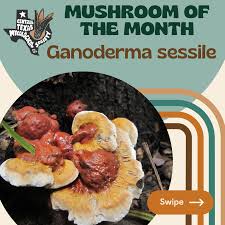 Attēlu rezultāti vaicājumam “Enteridium liceoides sessile”