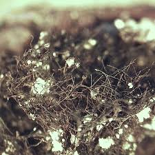 Attēlu rezultāti vaicājumam “Cystocoleus ebeneus”