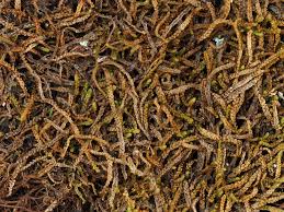 Attēlu rezultāti vaicājumam “Anastrophyllum minutum”