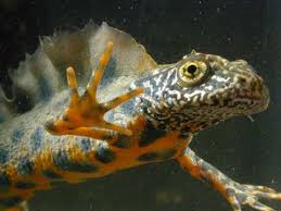 Attēlu rezultāti vaicājumam “Triturus cristatus”