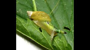 Attēlu rezultāti vaicājumam “Leucochloridium paradoxum”