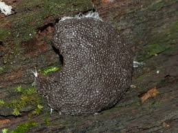 Attēlu rezultāti vaicājumam “Tubifera magna spores”