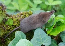 Attēlu rezultāti vaicājumam “Sorex sp.”