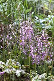 Image result for Salvia pratensis `Rose Rhapsody