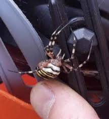 Attēlu rezultāti vaicājumam “Argiope bruennichi”