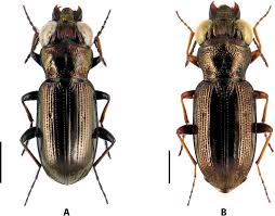 Attēlu rezultāti vaicājumam “Notiophilus palustris”