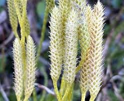 Attēlu rezultāti vaicājumam “Lycopodium dubium”