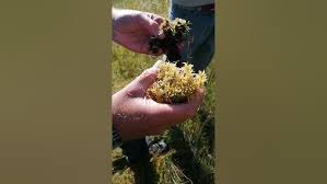 Attēlu rezultāti vaicājumam “Sphagnum centrale”