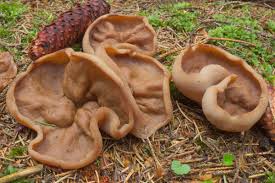 Attēlu rezultāti vaicājumam “Discina perlata”