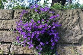 Image result for Glockenblumen