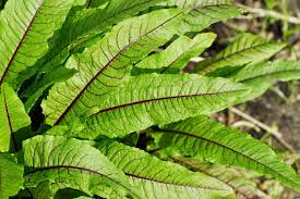 Image result for Sauerampfer